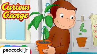 🥑 George Grows an Avocado Tree  CURIOUS GEORGE [upl. by Del]