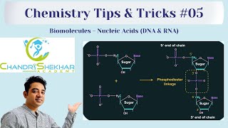 BIOMOLECULES  NUCLEIC ACIDS [upl. by Aynot]