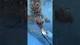 The seal begging for food at the dock animals love shorts [upl. by Coben]