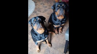 Proof We Produce The Best Rottweilers In The World Samson amp Delilah 1Yyear Old Puppies Sky amp Oden [upl. by Richards]