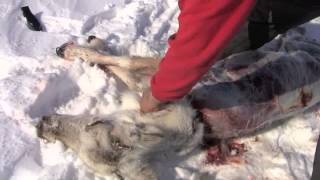 Inuit Survival  How to Prepare Caribou Quickly [upl. by Cutcheon]