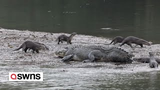 Brave otters dodge crocodile’s jaws and chew on its tail  SWNS [upl. by Ayres]