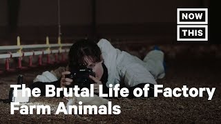 An Inside Look at Factory Farms via Photographer JoAnne McArthur  NowThis [upl. by Alrick]