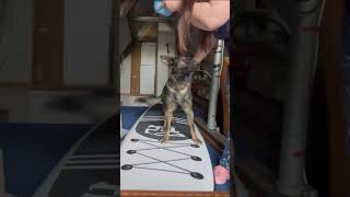 how to train dog stand on paddle board [upl. by Yesak459]