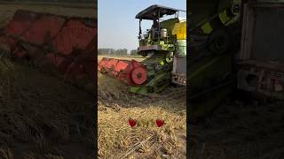 Saab sidhu moose wala  PR 7501 crop harvesting 🌾🌾🌾 agriculture reels agriculturefarming [upl. by Karilla]