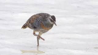 Buff banded Rail 11092023 2 [upl. by Sherill580]