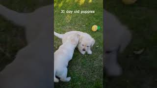 31 Day Old Labrador Puppies from Hannah and Isaac playing cute puppy dog puppies pets [upl. by Aicenad]