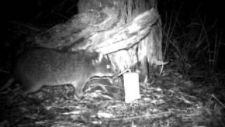 Long Footed Potoroo Potorous longipes [upl. by Novets]