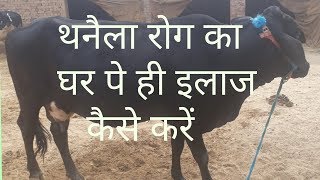 गायभैंस में थनैला रोग का घर पे ही इलाज कैसे करें  How to cure the mastitis in cowbuffalo at home [upl. by Zhang449]