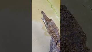 Freshwater Crocodiles‼️ shorts youtubeshorts crocodile australia florida [upl. by Ciapha664]