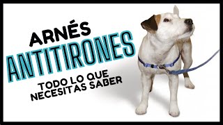 🏅 Arnés AntiTirones para Perros ¡GUÍA PASO A PASO  Easy Walk [upl. by Adnovaj]