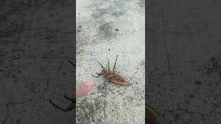 БЕЛОСТОМА ГИГАНТСКИЙ ВОДЯНОЙ КЛОП BELOSTOMY GIANT WATER BUG shorts insects nature thailand [upl. by Dupre]