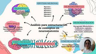 ANALISIS PARA LA ESTRUCTURACION DE CONCEPTOS EN NEUROANATOMIA [upl. by Darius]