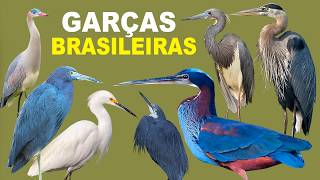 GARÇAS do BRASIL Todas as 15 Espécies de Garças brasileiras  GARÇA [upl. by Lelia]