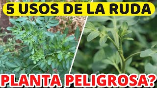 RUDA🌿 Planta MÁGICA Que DEBES Tener En Casa  Para Que Sirve y Propiedades Medicinales [upl. by Ytok334]