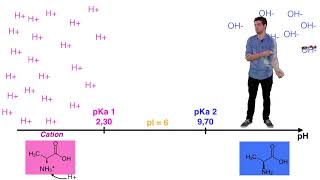 UE14 Ionisation des acides aminés [upl. by Darsie]