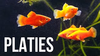 Platy Fish – Best Beginner Livebearer [upl. by Leviralc362]