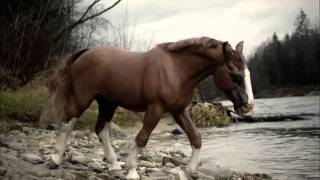 breyer horses realistic photo [upl. by Lugar]