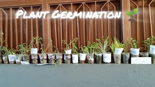 Plant Germination Science Project 🌱☺️mtms project science facts germination crazy [upl. by Emerald437]