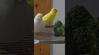 Canaries and goldianfinch fypシ゚viral birds mustwatchnow shortvideos everyonemustwatch fyp [upl. by Hamrah]