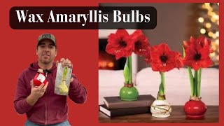 Wax Amaryllis Bulbs [upl. by Annanhoj458]