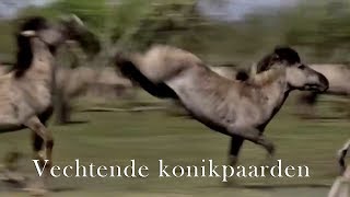 Paarden vechten in slow motion [upl. by Fein]