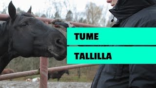 TUME OIKEISSA TÖISSÄ 2 Hevostallilla [upl. by Chas896]