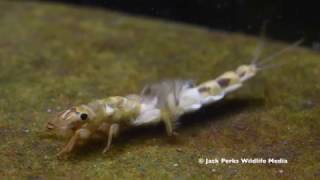 Mayfly Nyphm Stonefly Larvae Caddisfly Larvae Underwater [upl. by Eilzel]