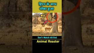 हवा में शिकार करनेवाला शिकारी leopard hunting impala in air leopard shorts [upl. by Horbal]