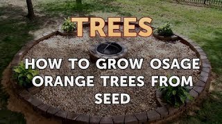 How to Grow Osage Orange Trees From Seed [upl. by Ericka]