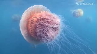 Как действует на человека яд Гигантской медузы Номура Nomuras jellyfish — Nemopilema nomurai [upl. by Nylrahc475]