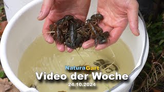 Video der Woche 24102024 [upl. by Scuram]