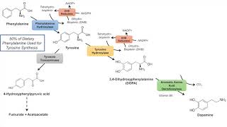 Catecholamine Biosynthesis Pathway [upl. by Neeuq94]