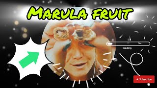 🤪Facts about MARULA and AMARULA🤪 [upl. by Ailalue]