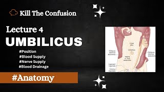 Umbilicus Anatomy  Position  Blood Supply  Nerve Supply  Blood Drainage  Anatomy  KTC [upl. by Anotyal]