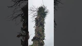 Arbre enroulé sur un poteau électrique [upl. by Ydnam]