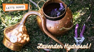 Making lavender Hydrosol using an Alembic column Still and steam distillation [upl. by Nilknarf]