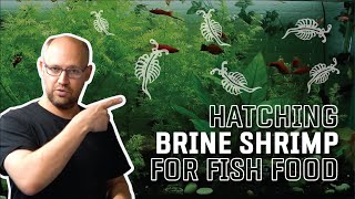 Hatching Brine Shrimp for Fish Food [upl. by Syxela]