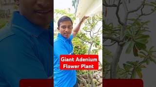 Giant Adenium Flower Plant  Big Size Desert Rose Plant youtube Adeniumdailyplantcareshortsyt [upl. by Teleya231]