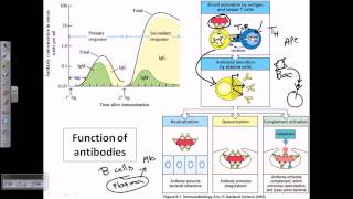 Function of antibodies [upl. by Ordnagela569]