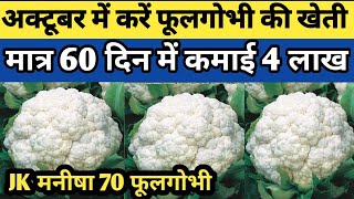 अक्टूबर में कैसे करे फूलगोभी की खेती Jk Manisha 70 Cauliflower Phool Gobhi ki kheti [upl. by Hedley]