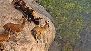 WILD DOGS HUNT ANTELOPE ON EDGE OF CLIFF [upl. by Nadirehs117]