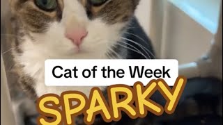 Cat of the Week  Sparky [upl. by Rochelle]