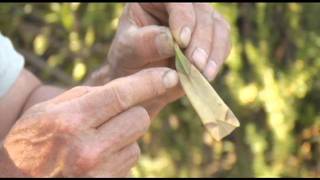 Disease Affecting California Oleanders  Prune Like a Pro [upl. by Niala778]