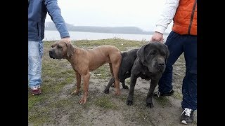 PRESA CANARIO AND CANE CORSO  MEET [upl. by Ferree]