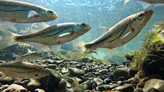 European freshwater fish – Austrian river Pielach [upl. by Derfnam]