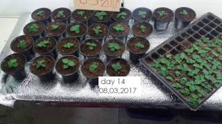 Paulownia seedling cultivation with 27 days fb Paulownia AgroFarm [upl. by Viva395]