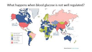 Chapter 144 Homeostasis  Control of Blood Glucose [upl. by Dewar944]