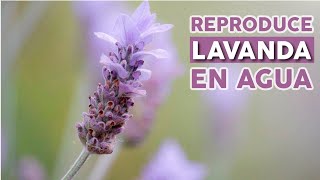 LAVANDA EN AGUA  Animate a reproducir [upl. by Ewall972]