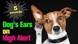 5 Sounds to Make Your Dog’s Ears STAND UP [upl. by Abeh]